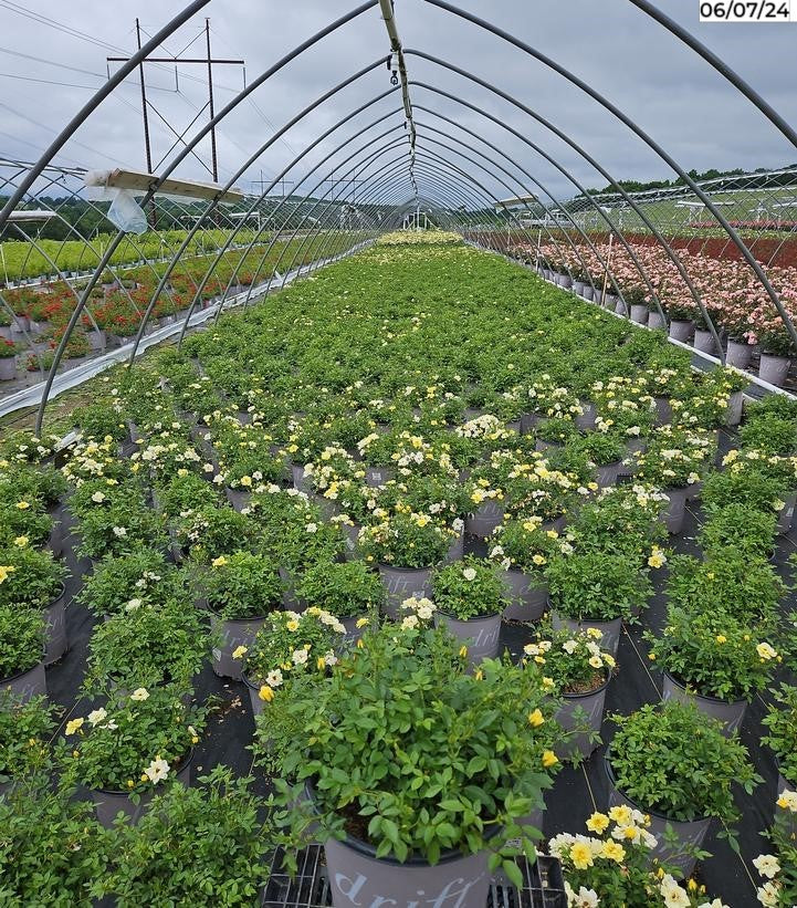 Green Lemon Drift® rose in nursery