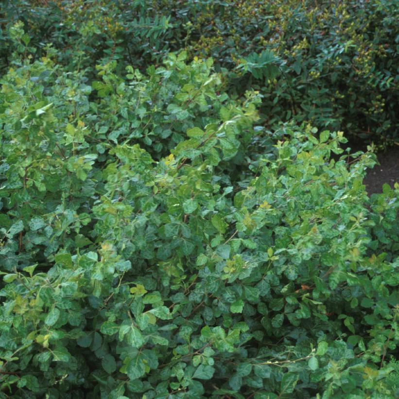 Gro-Low Fragrant Sumac plant close-up showing green leaves and spreading habit