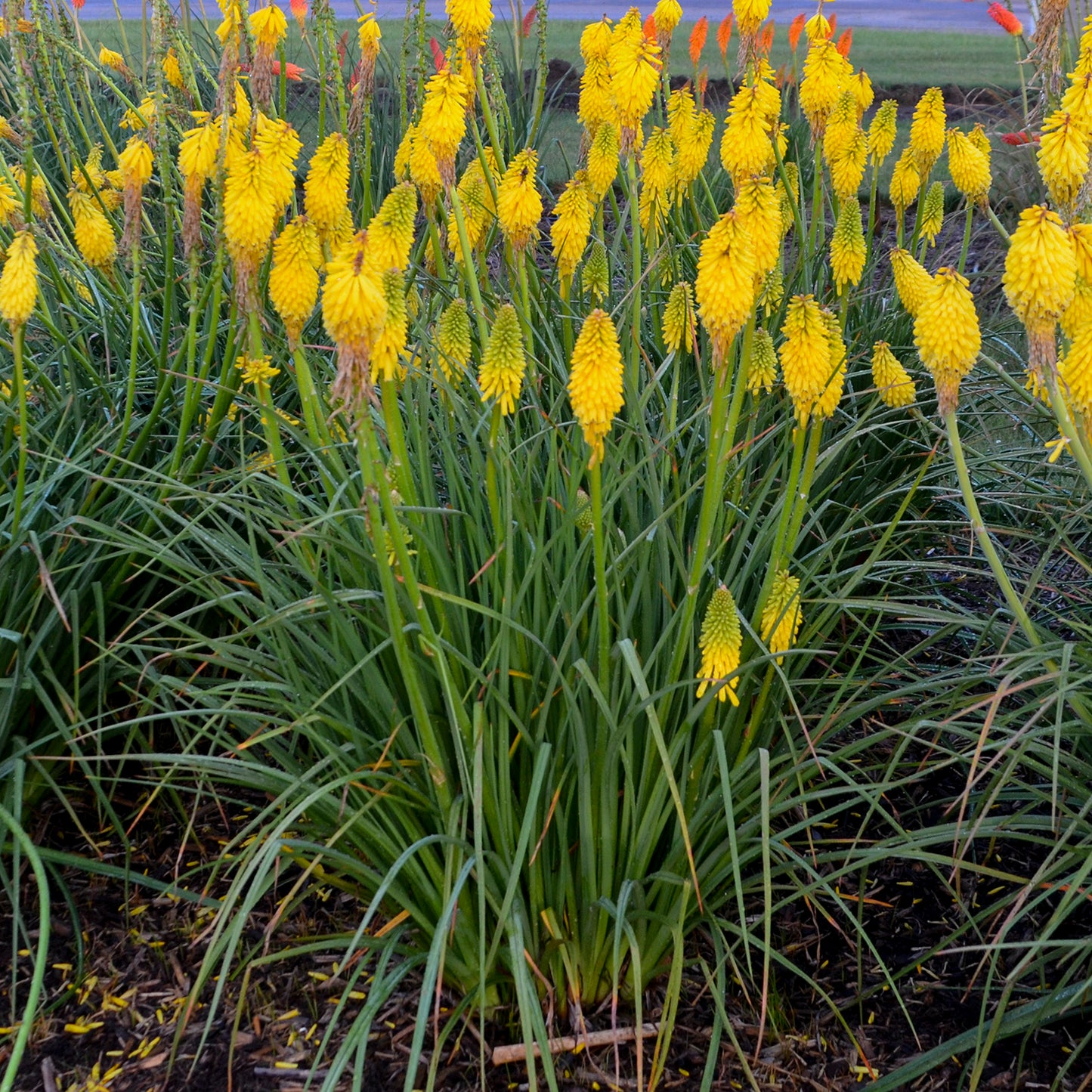 Group of yellow flowers with green leaves in a natural setting