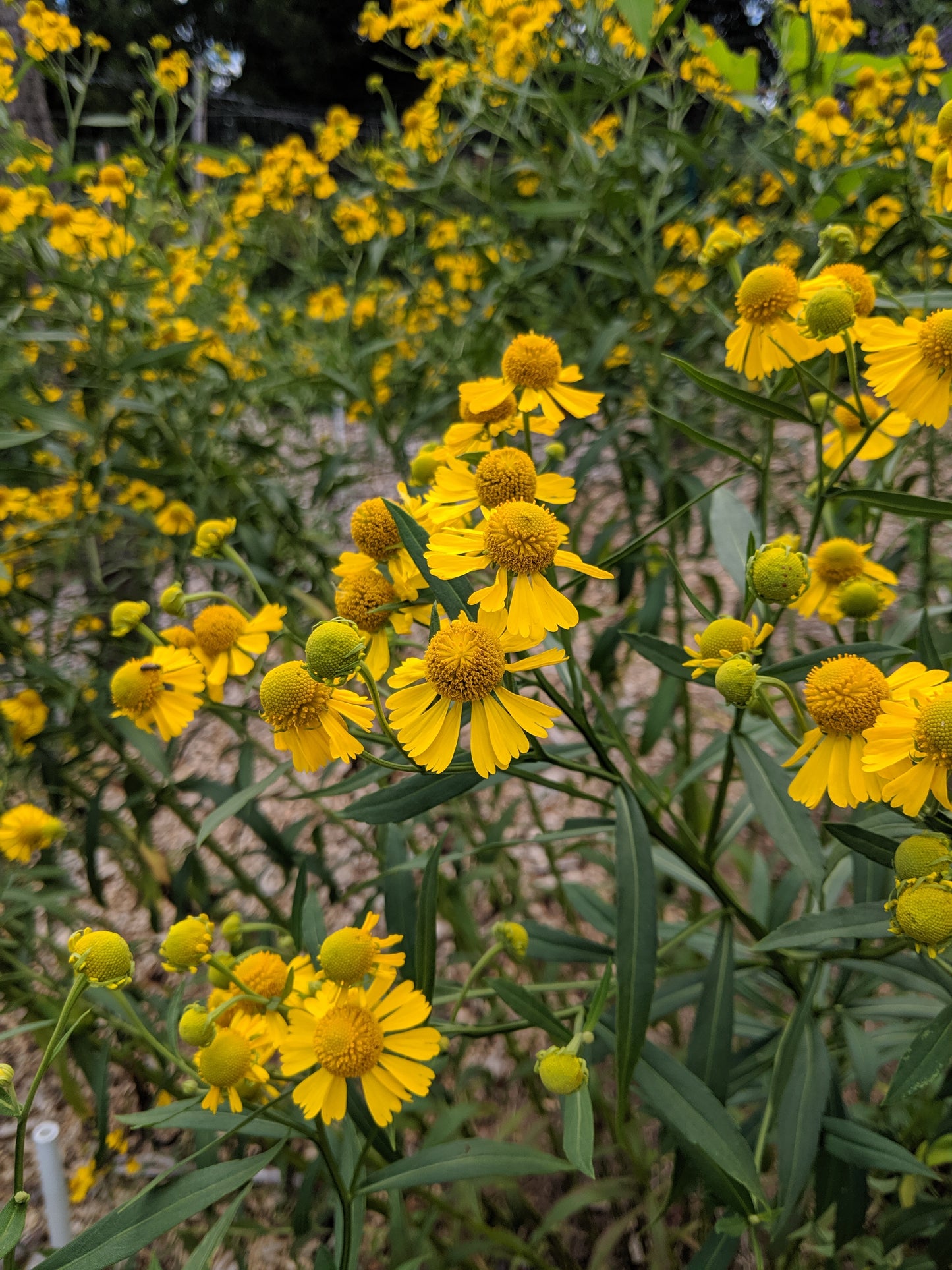 Helenium autumnale