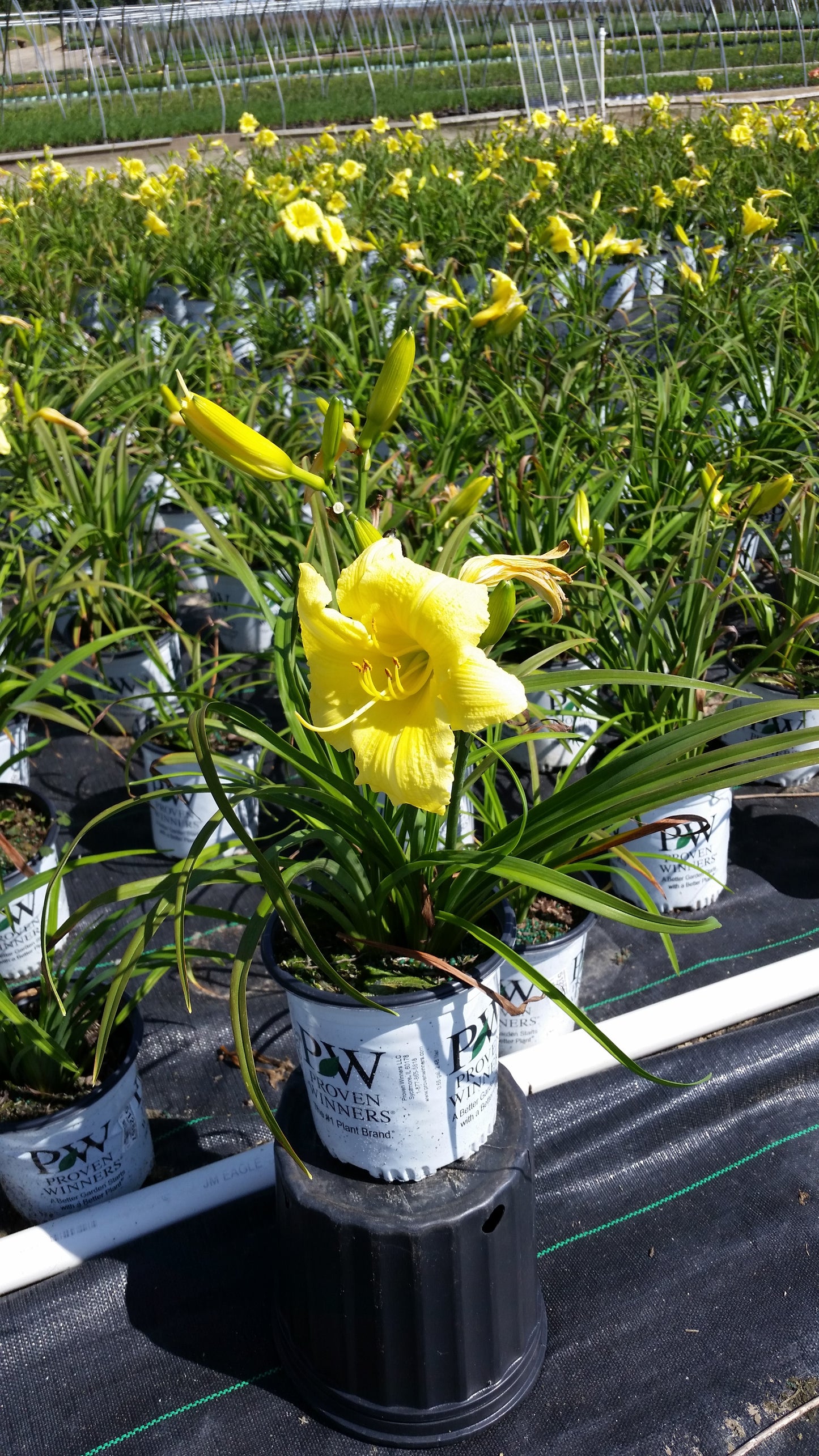 Hemerocallis Rainbow Rhythm® Going Bananas