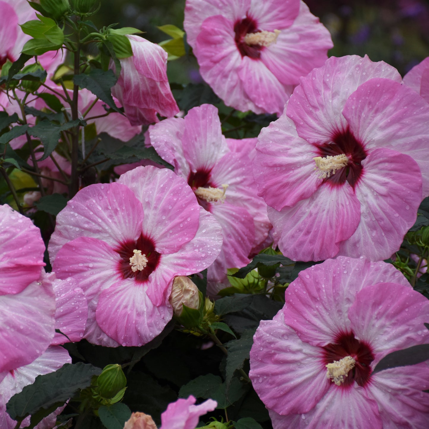 Hibiscus Summerific® 'Spinderella' Rose Mallow