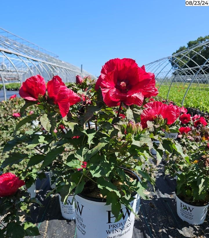 Hibiscus Summerific® 'Valentine's Crush' Rose Mallow