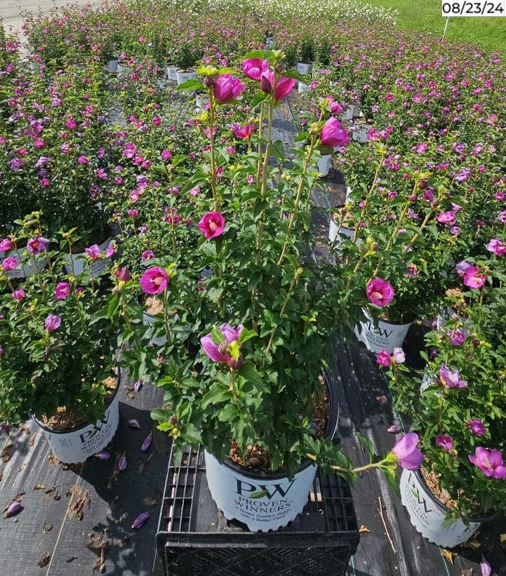 Hibiscus syriacus Lil’ Kim® Violet plant in a nursery