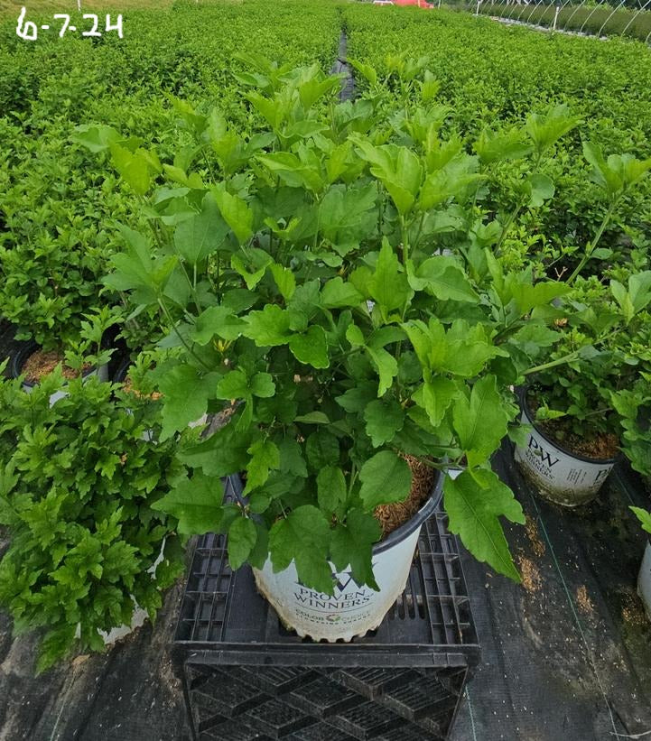 Hibiscus syriacus Magenta Chiffon®