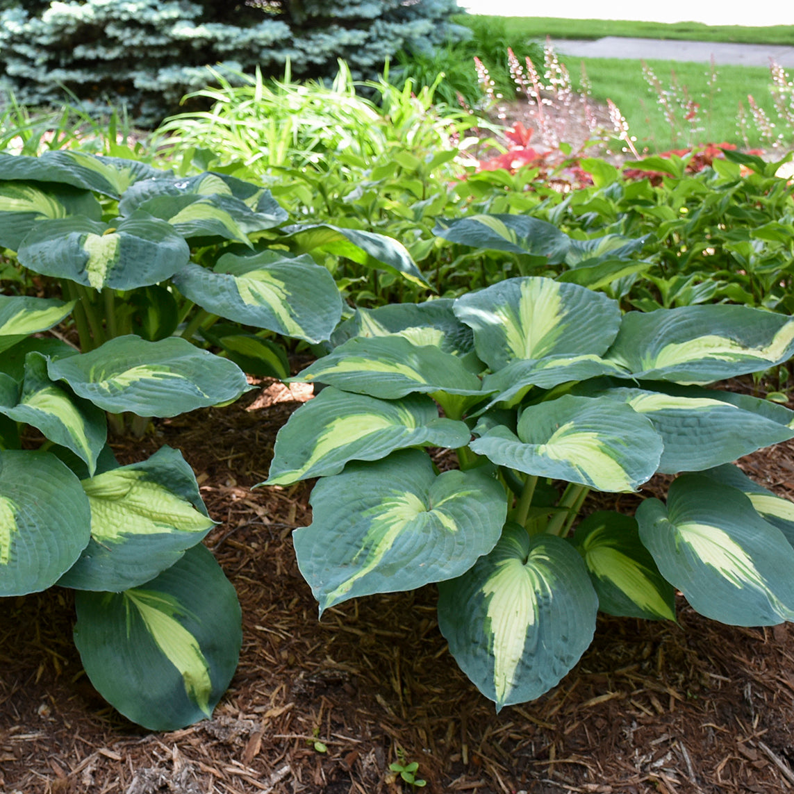 Shadowland® Hudson Bay Hosta