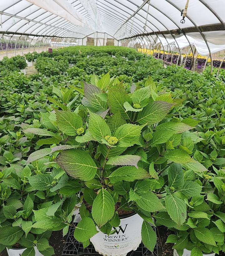 Hydrangea mac. subsp. serrata Let's Dance Can Do®