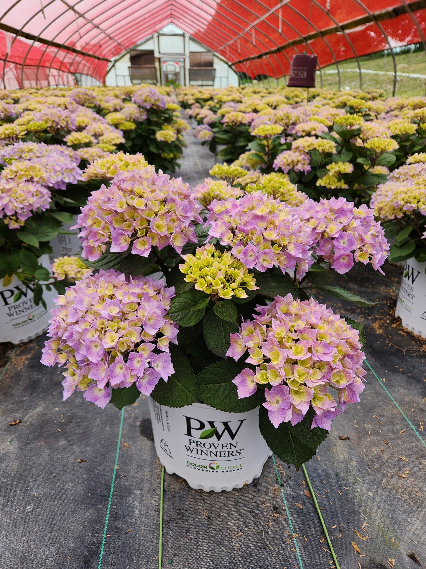 Hydrangea macrophylla Let's Dance Sky View®