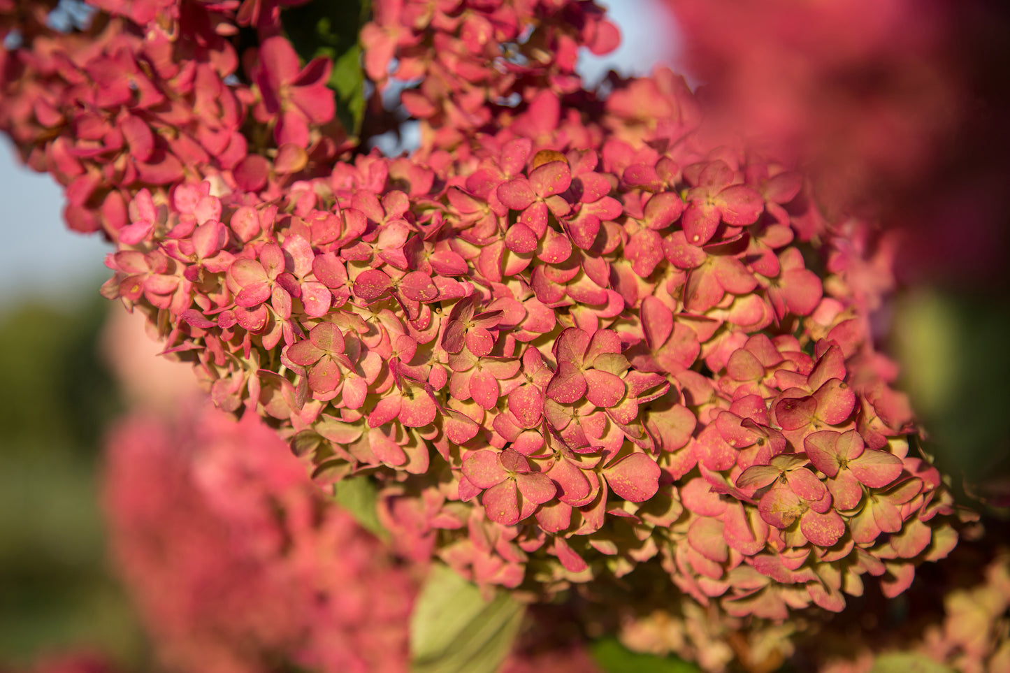 Hydrangea pan. Berry White®