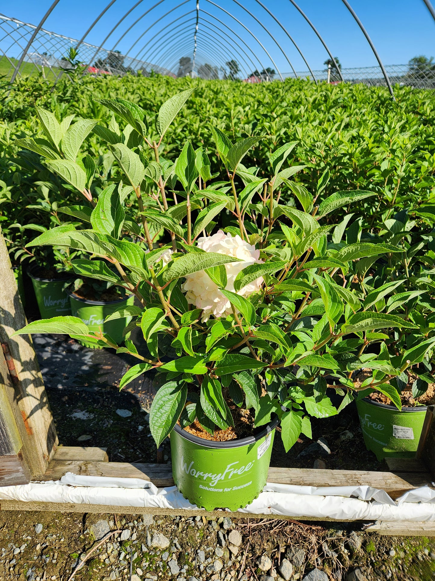 Hydrangea paniculata Magical® Ruby Snow