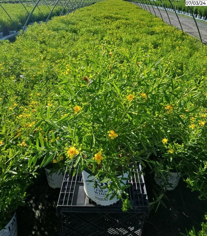 Hypericum X Sunny Boulevard®