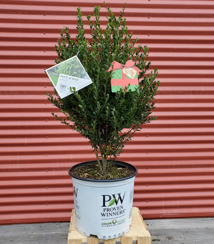 Ilex crenata Patti O Box