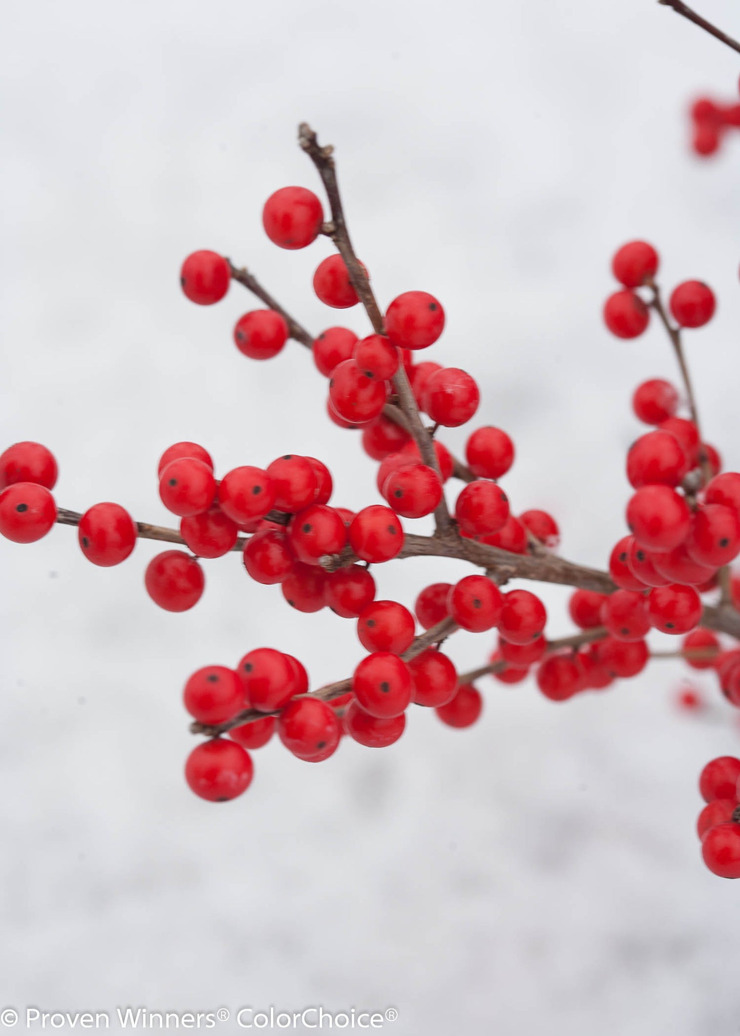 Ilex verticillata Berry Poppins®