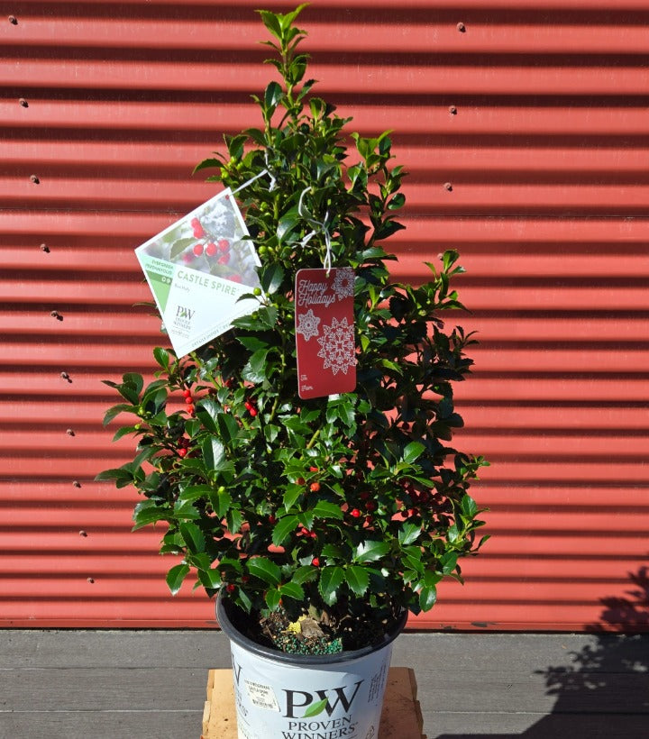 Castle Spire® Holly