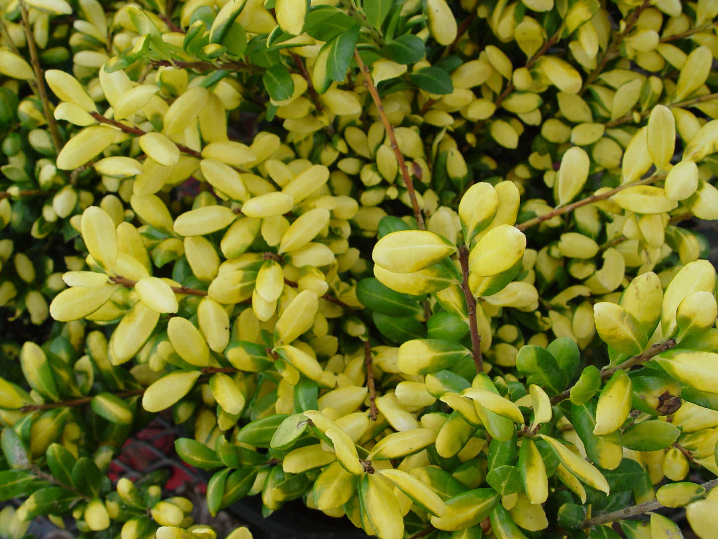 Drops of Gold Japanese Holly