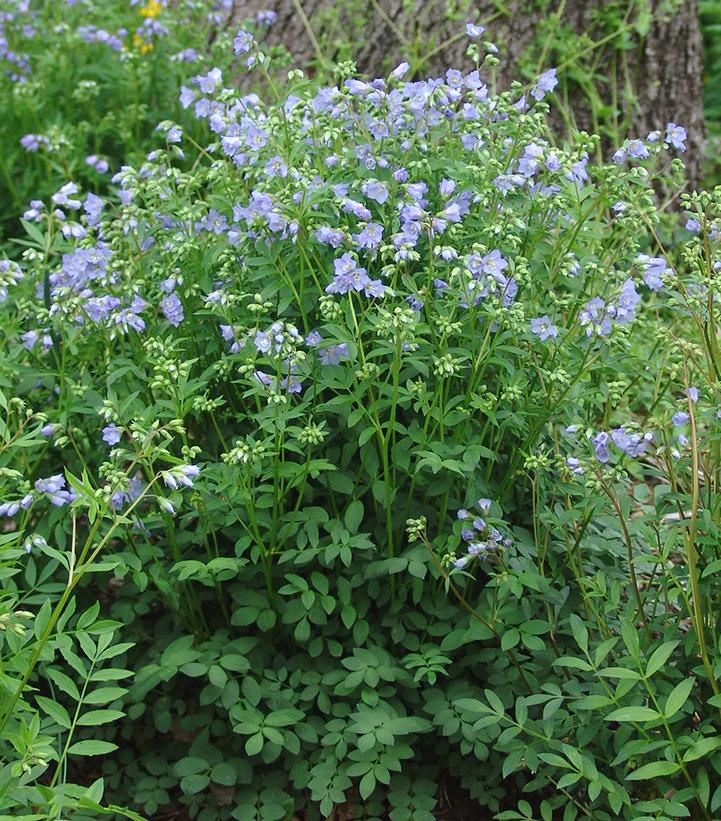 Jacob's Ladder blooming in the backyard