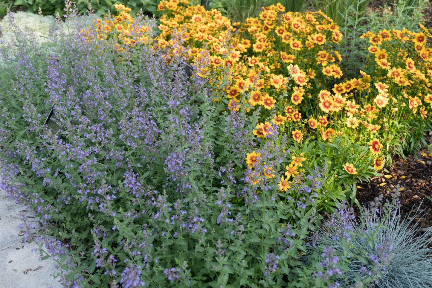 Junior Walker™ Catmint in the garden