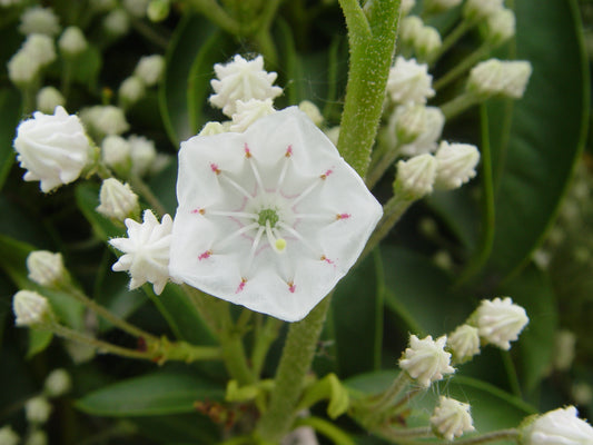 Snowdrift Mountain Laurel