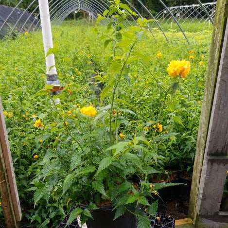 Kerria japonica Pleniflora