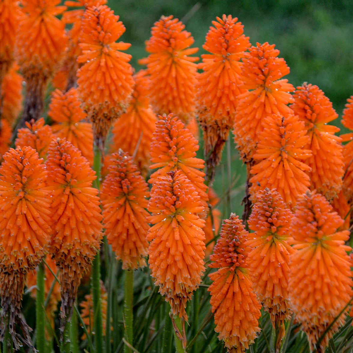 Orange Blaze Red Hot Poker