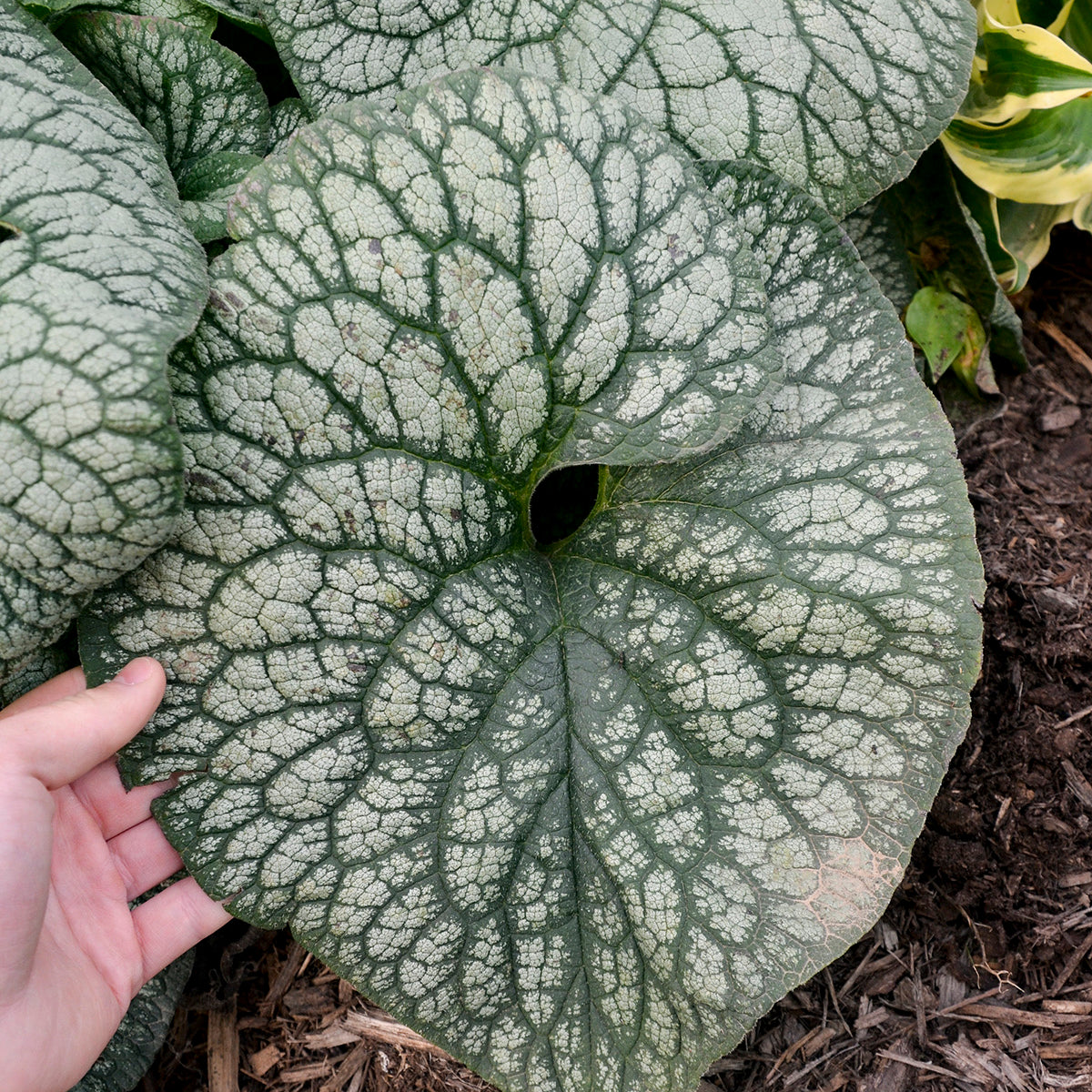 Large green leaf with white veins held by a hand, against a natural background.