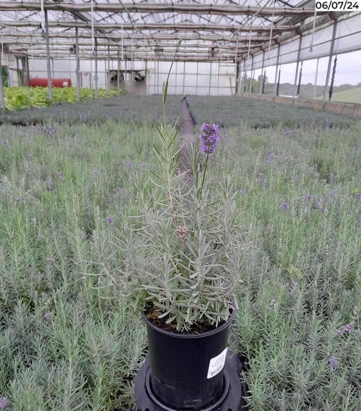 Lavandula ang. Munstead Strain