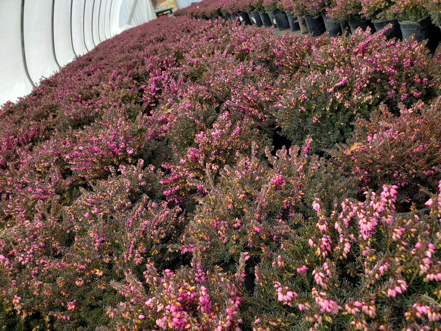 Low evergreen shrub with dense dark-green foliage and clusters of small magenta‑red flowers covering the stems
