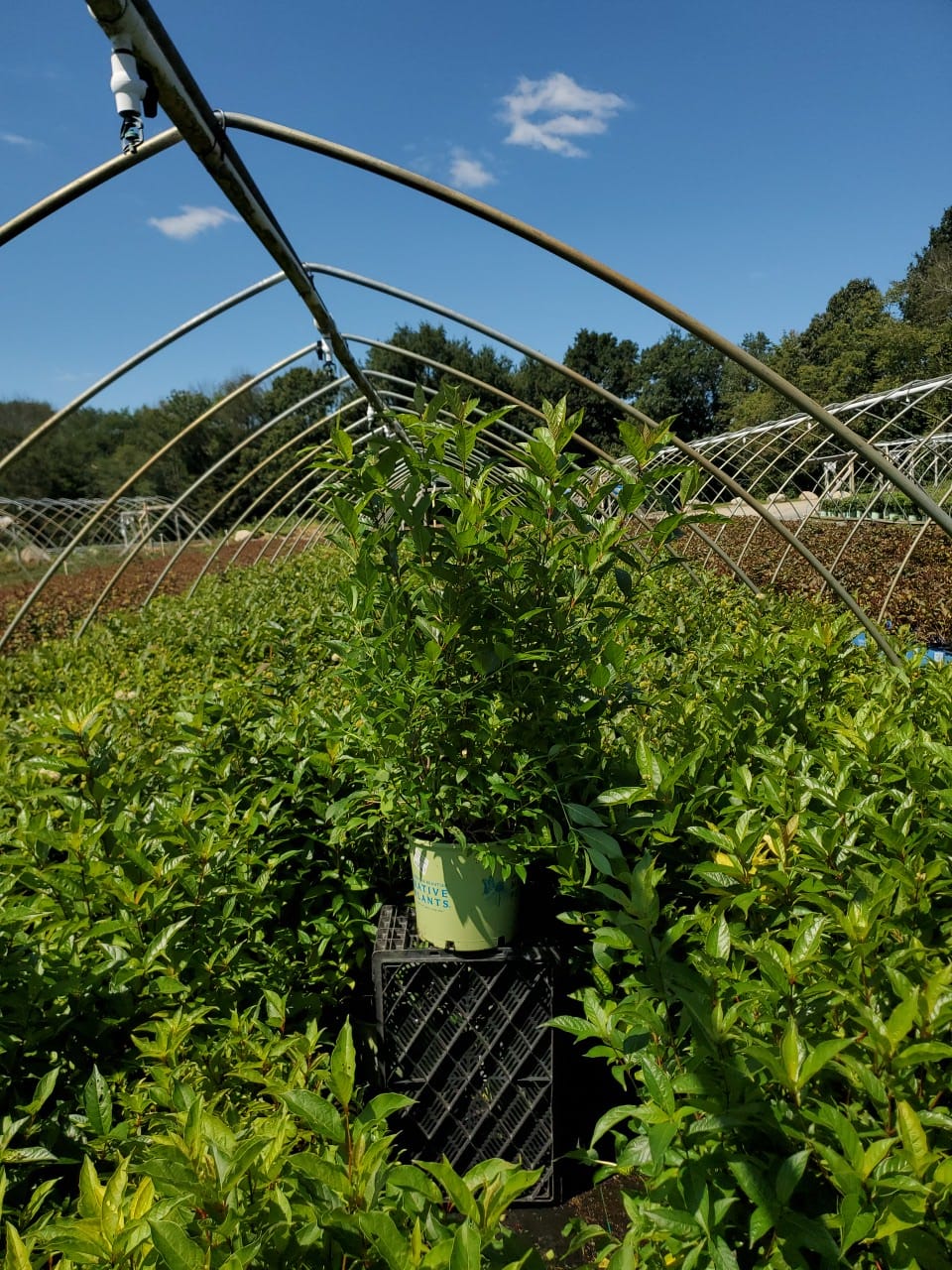 Magical® Moonlight Buttonbush in nursery setting