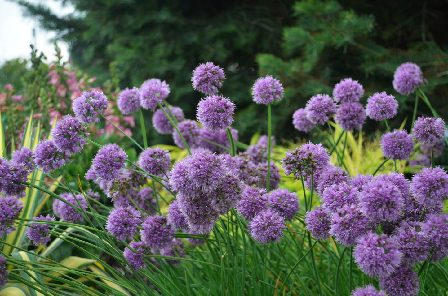Medusa Flowering Onion flowering in the garden
