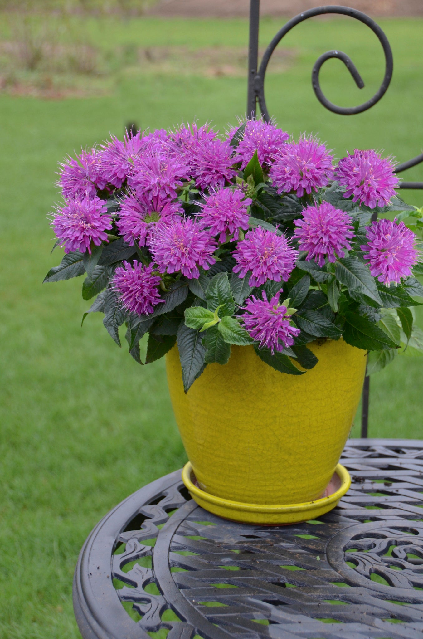Monarda didyma Perdon My Purple