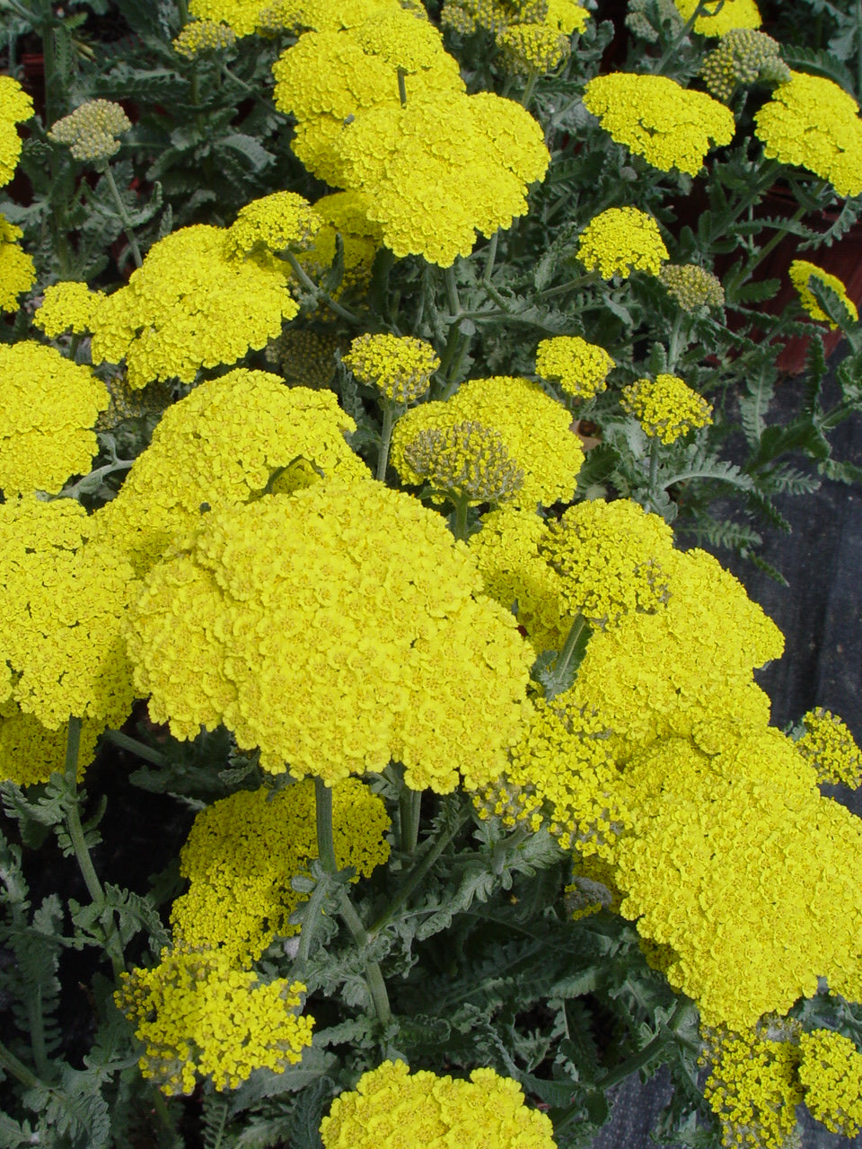 Moonshine Yarrow yellow color flowers