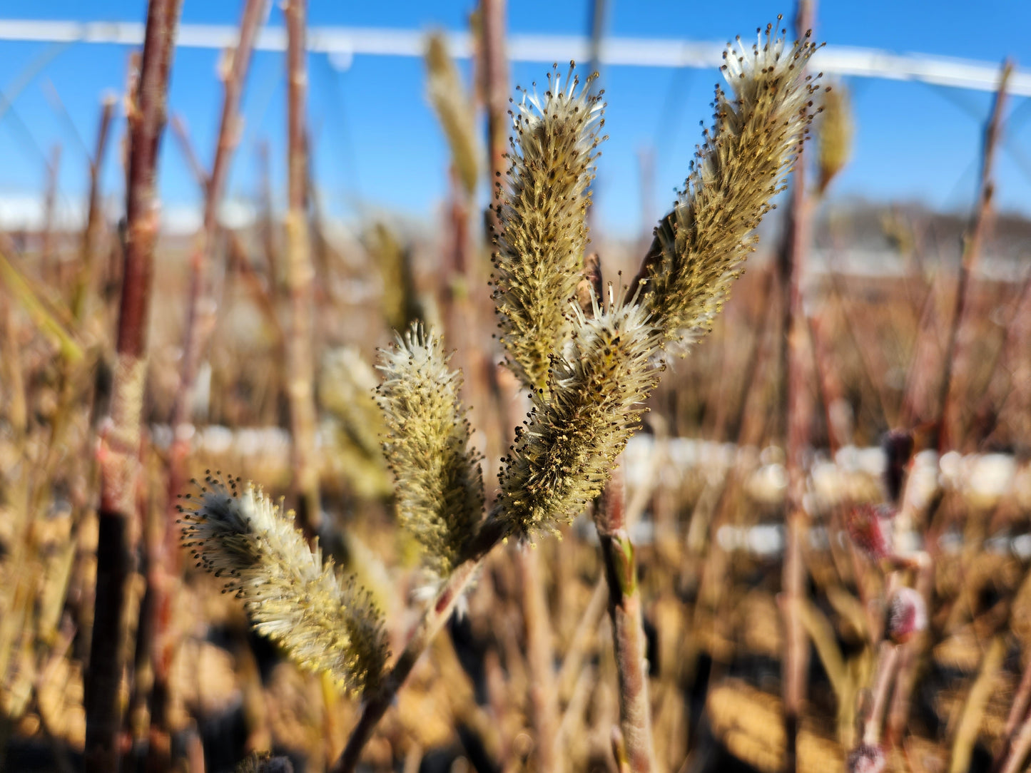 Mt. Aso Pussy Willow bloom focus