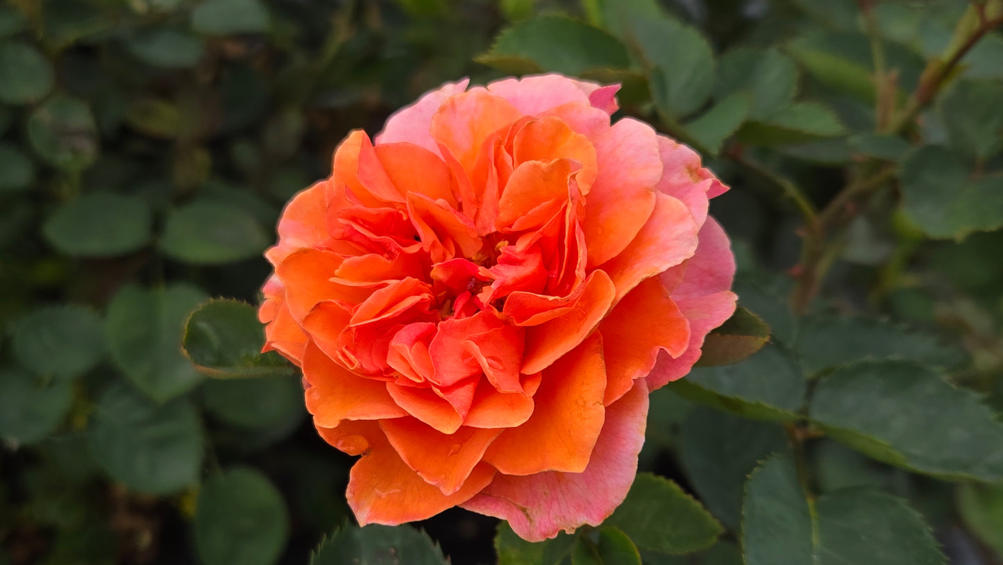 Multicolored rose flower with green leaves in the background