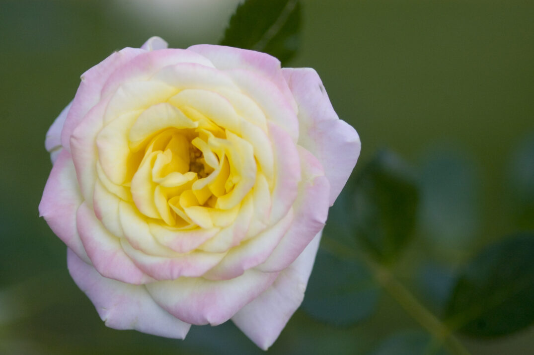 Music Box Shrub Rose