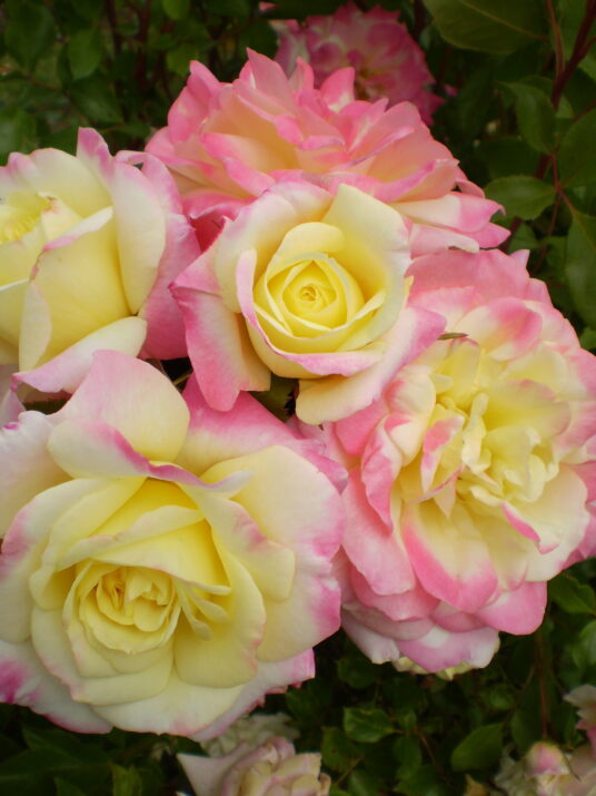 Music Box Shrub Rose