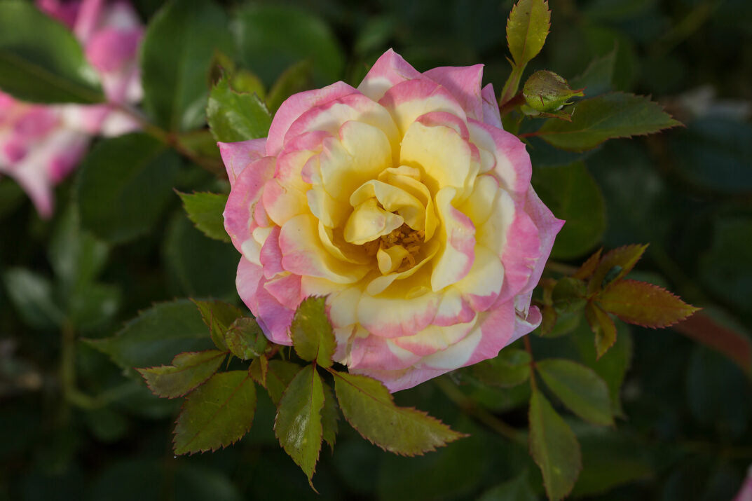 Music Box Shrub Rose