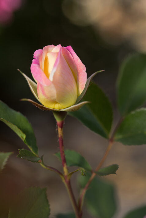 Music Box Shrub Rose