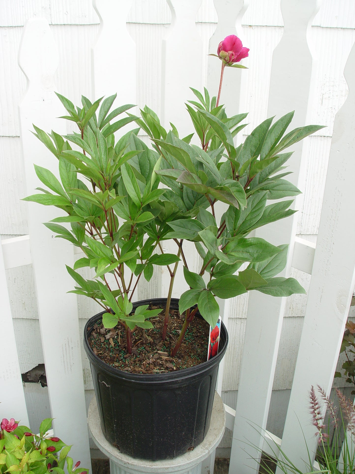 Karl Rosenfield Double Peony