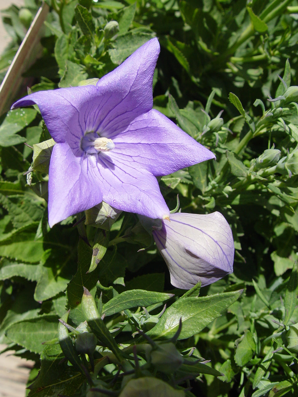 Sentimental Blue Balloon Flower