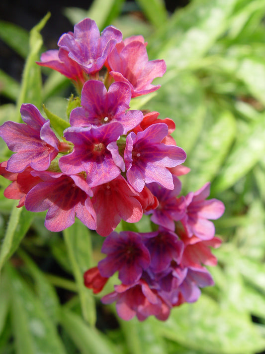 Raspberry Splash Lungwort