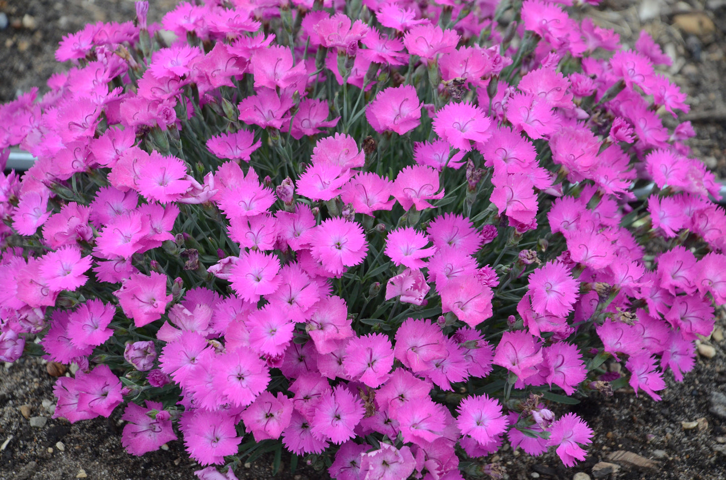 Paint the Town Fuchsia Pinks covered in blooms