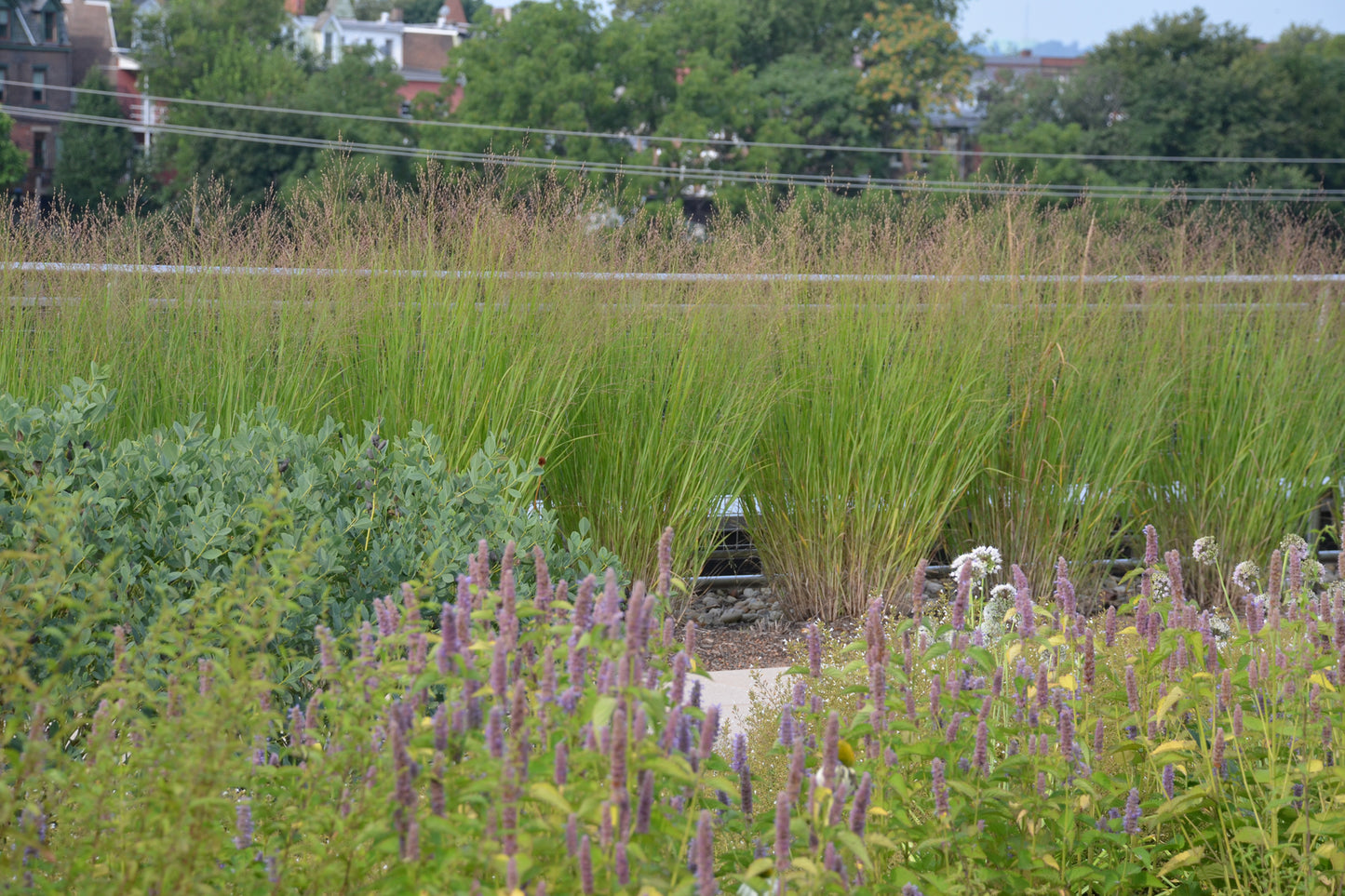 Blue Switch Grass