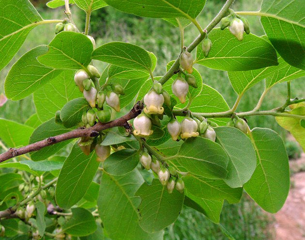 Persimmon Tree blooms