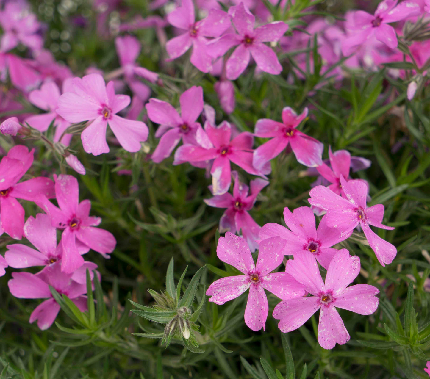 Spring Hot Pink Moss Phlox