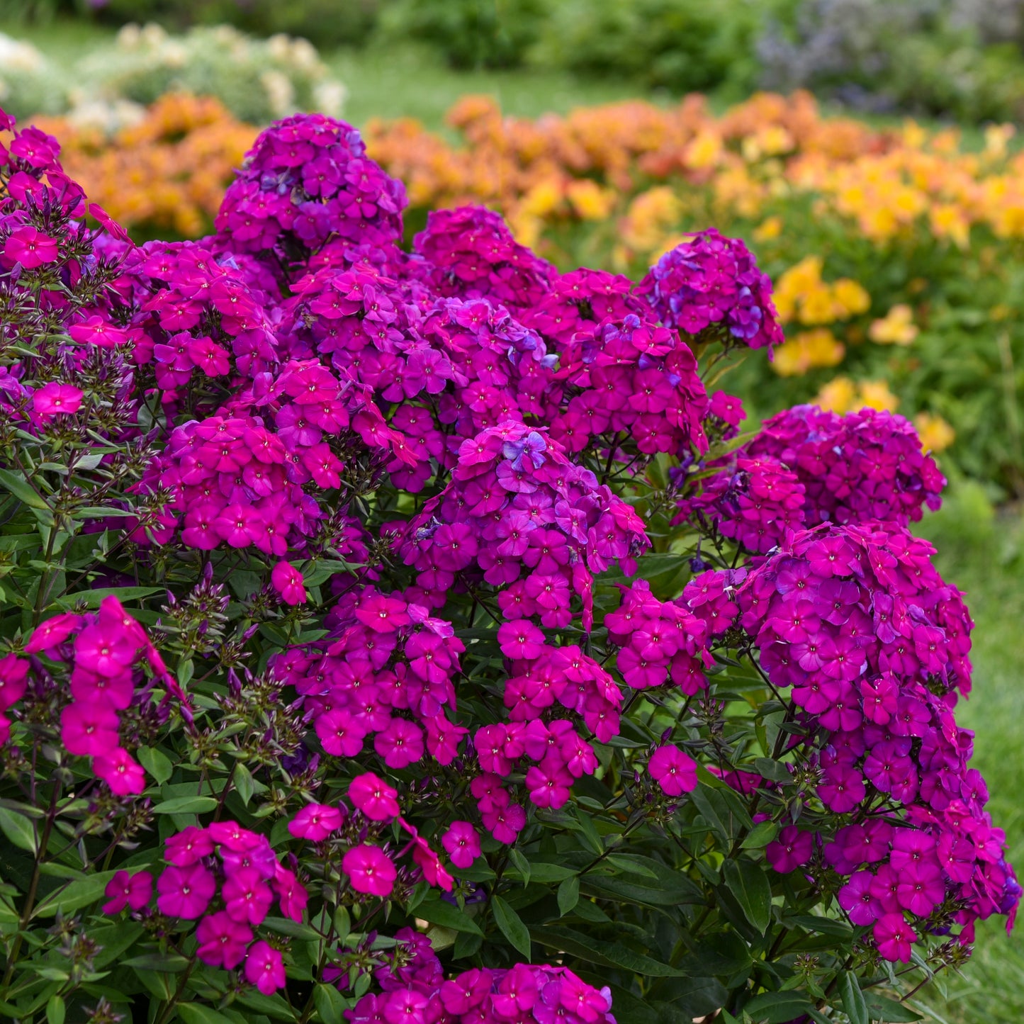 Tall Garden Phlox