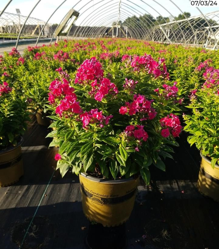 Phlox Volcano® Red