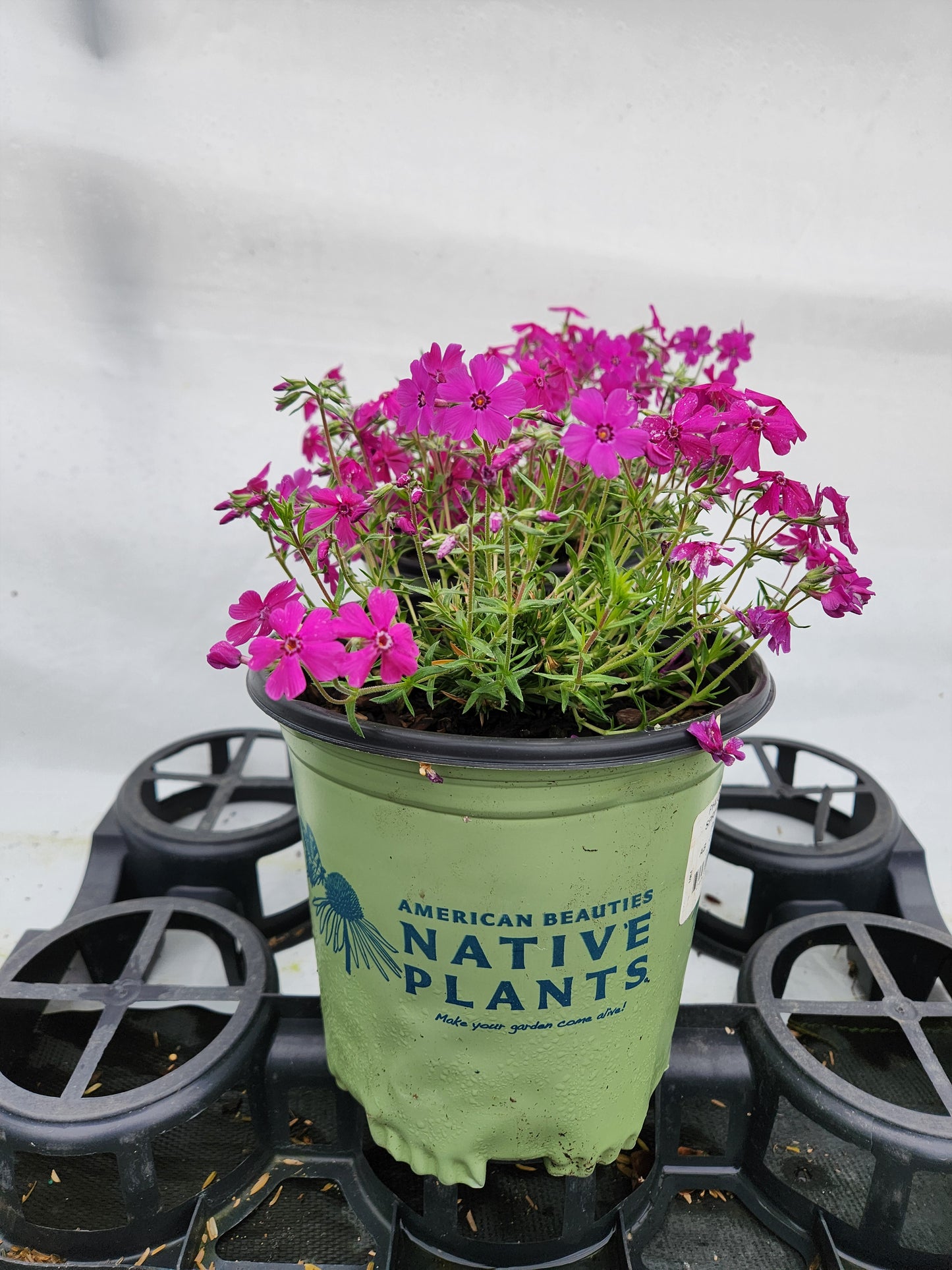 Phlox subulata spring 'Hot Pink' Spring hot pink