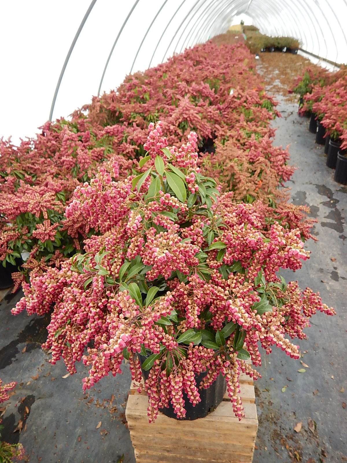 Pieris jap. Passion Party™