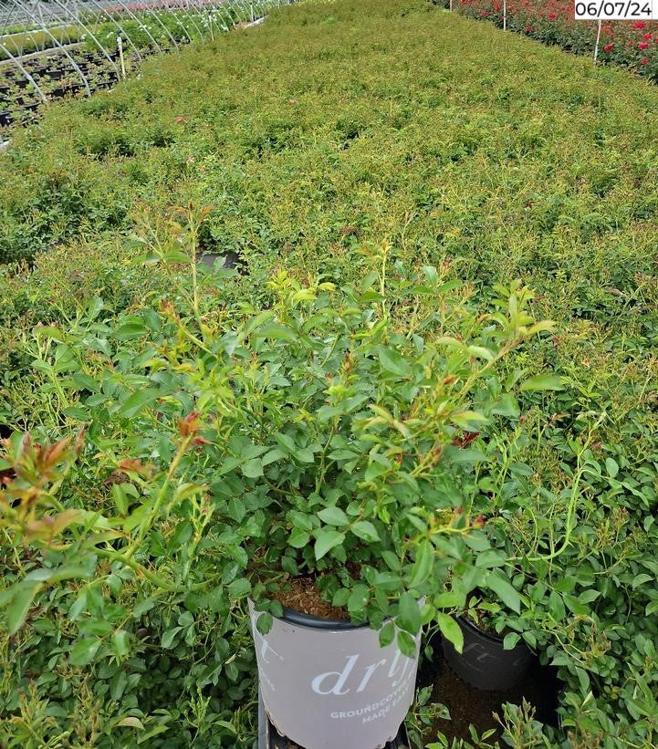 Pink Drift® Rose side view in pot