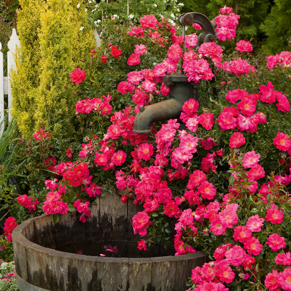 carpet plant Green Promise Farms FCROSFPS02 Rosa Supreme Semi Double Bright Flowers, pink